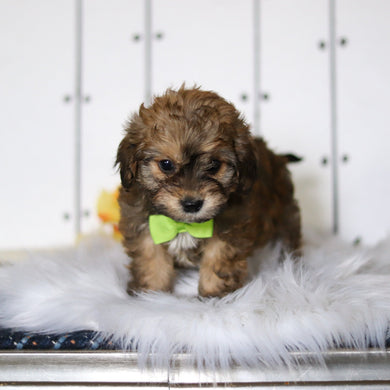 Cameron - Available 4/23