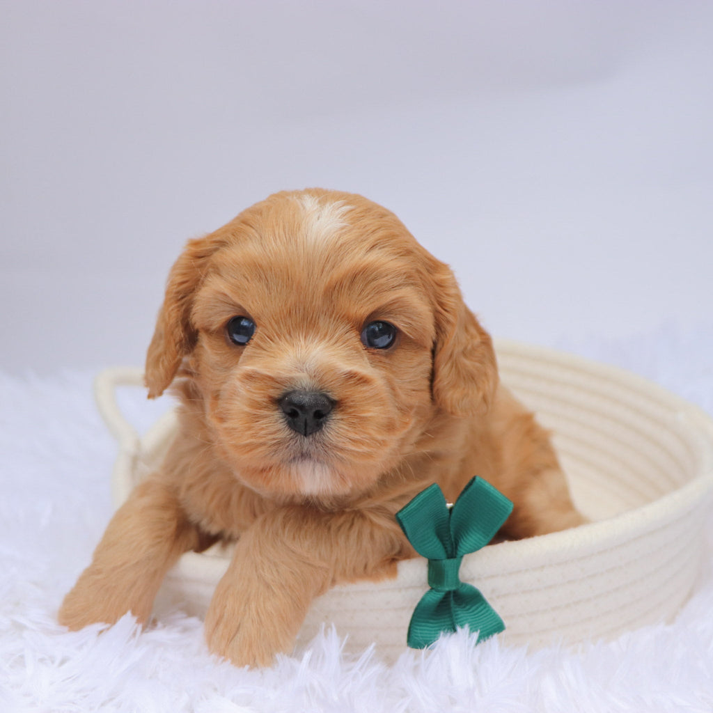 Mack - available 11/19