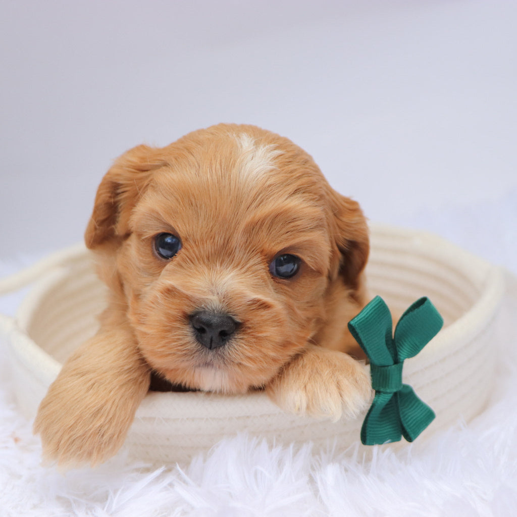 Mack - available 11/19