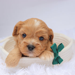 Mack - available 11/19