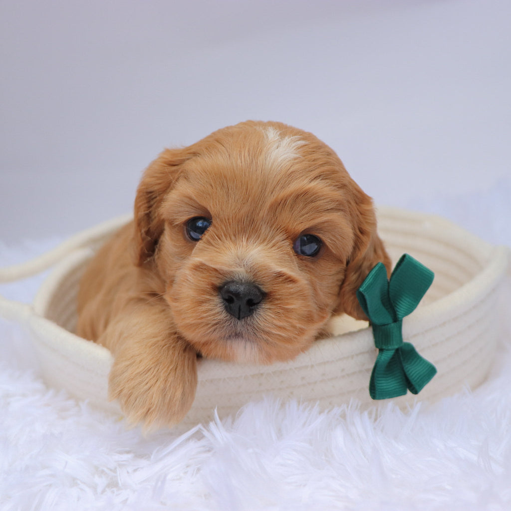 Mack - available 11/19