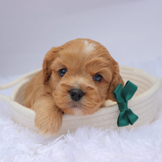 Mack - available 11/19