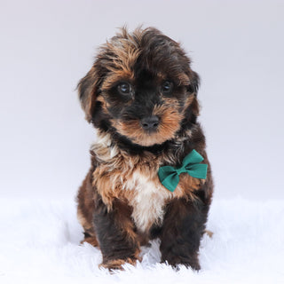 Mackie - Available Now