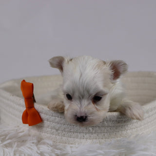 Macon - Available 12/17