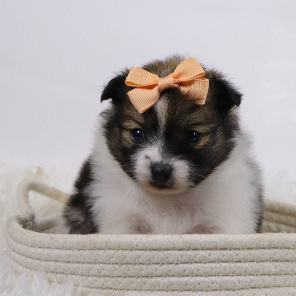 Maggie - Available 11/19