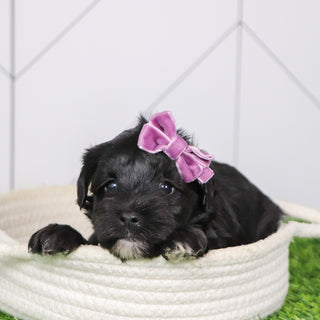 Maisy - Available Now