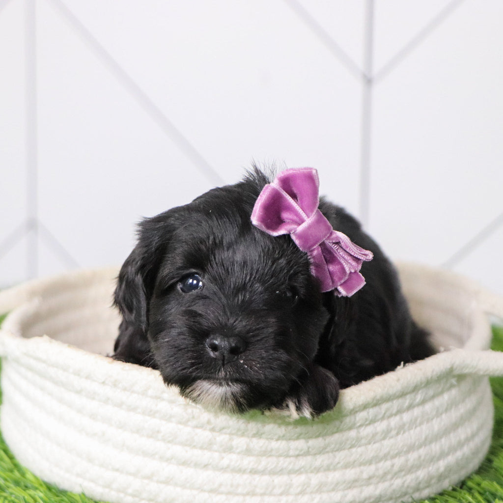 Maisy - Available Now