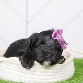 Maisy - Available Now