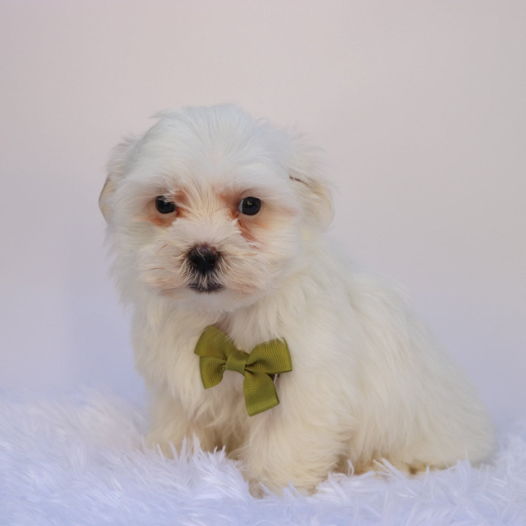 Manny - Available 9/24