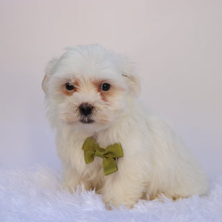Manny - Available 9/24