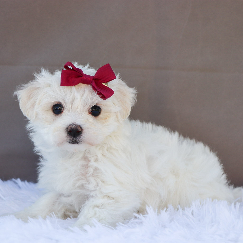 Margot - Available Now