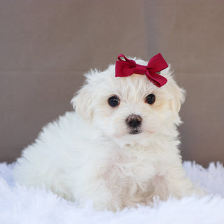 Margot - Available Now