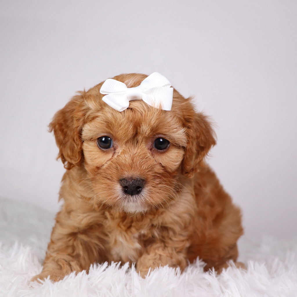 Maria - available Now