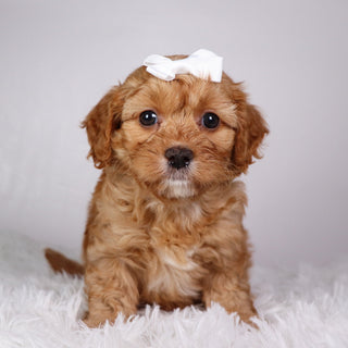 Maria - available Now