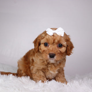 Maria - available Now