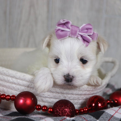 Mariah - Available 1/8