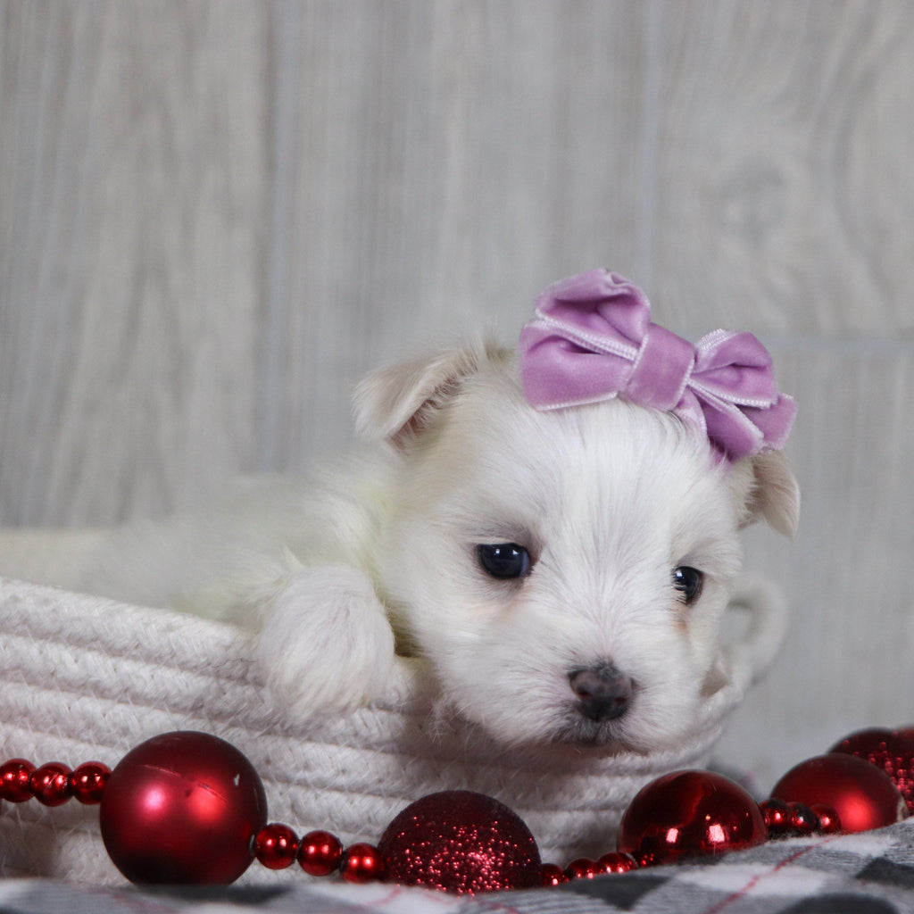 Mariah - Available 1/8