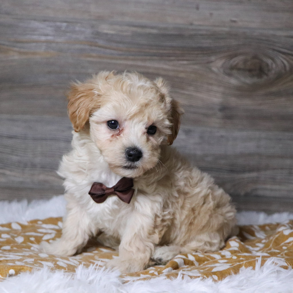 Markie - Available Now