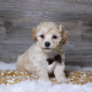 Markie - Available 12/3