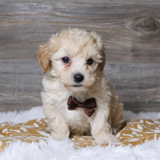 Markie - Available 12/3