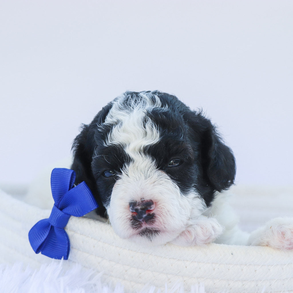 Marlin - Available 7/30