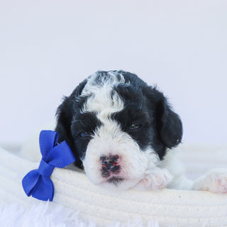 Marlin - Available 7/30