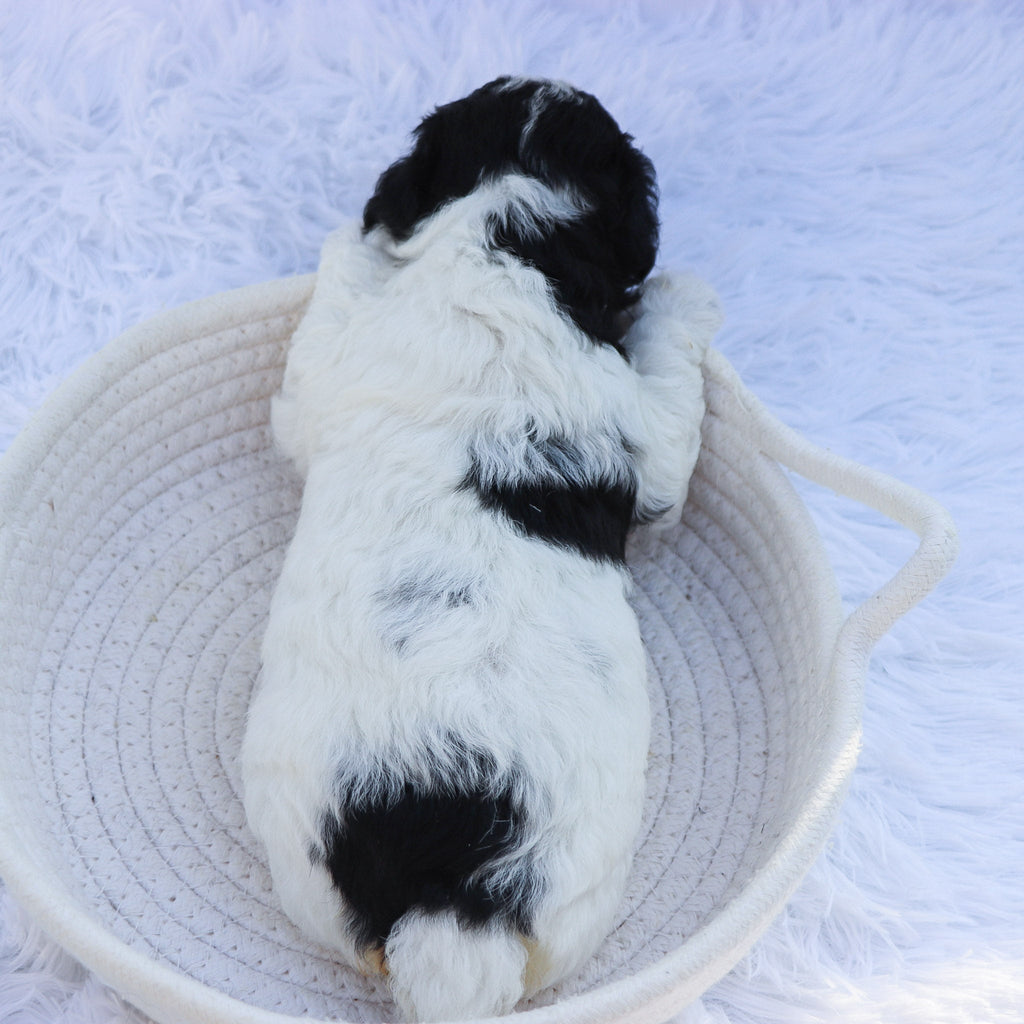 Marlin - Available 7/30