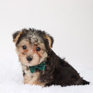 Marlowe - Available Now