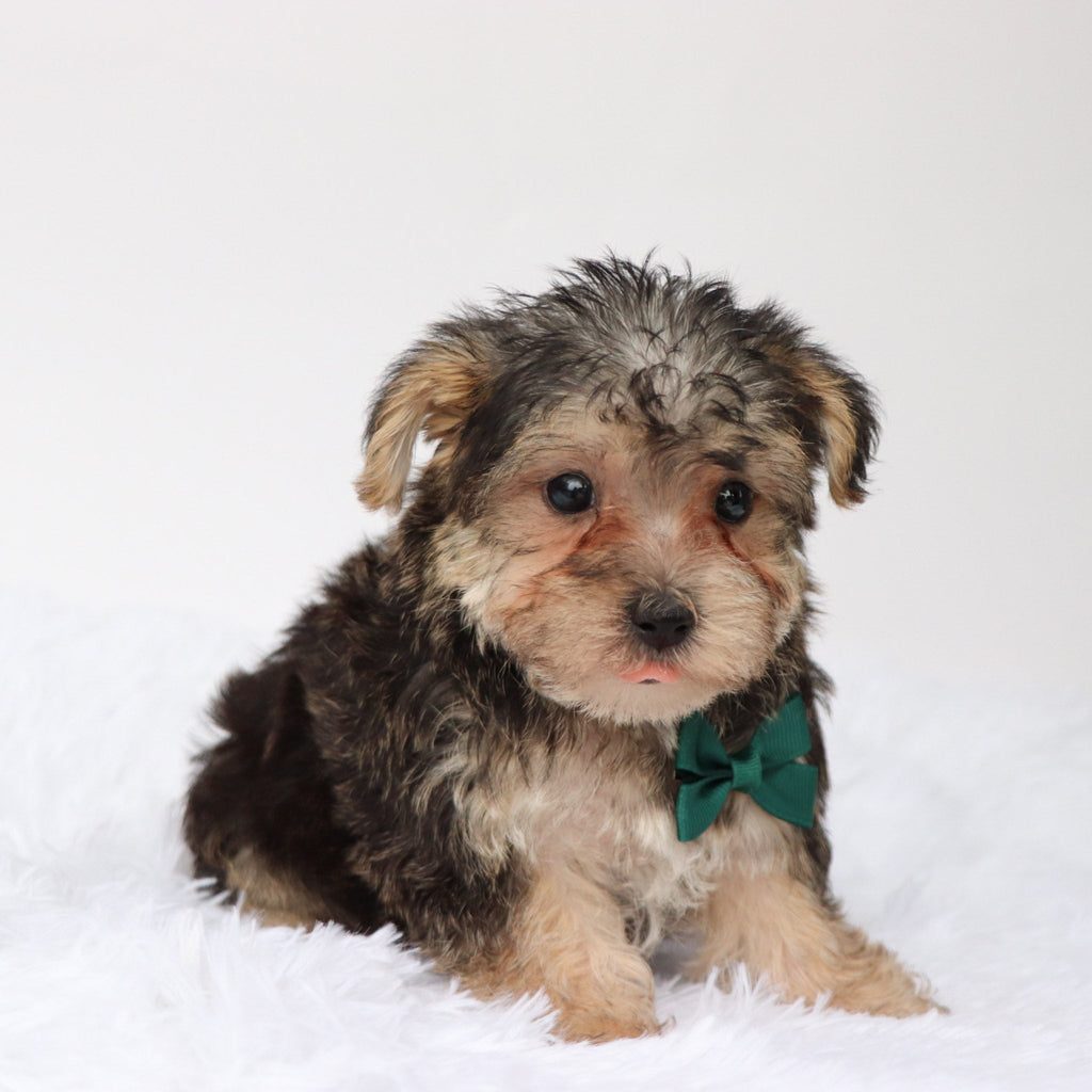 Marlowe - Available Now