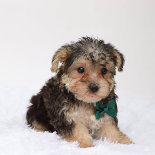 Marlowe - Available Now