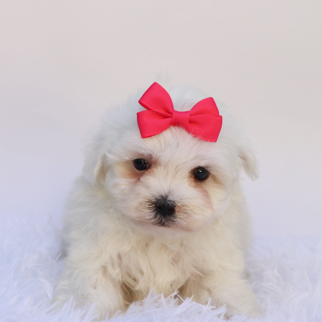 Marley - Available Now