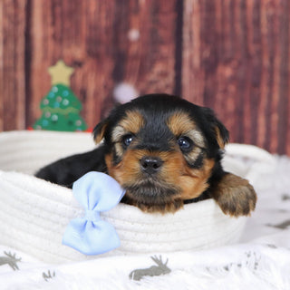 Marion - Available 12/31