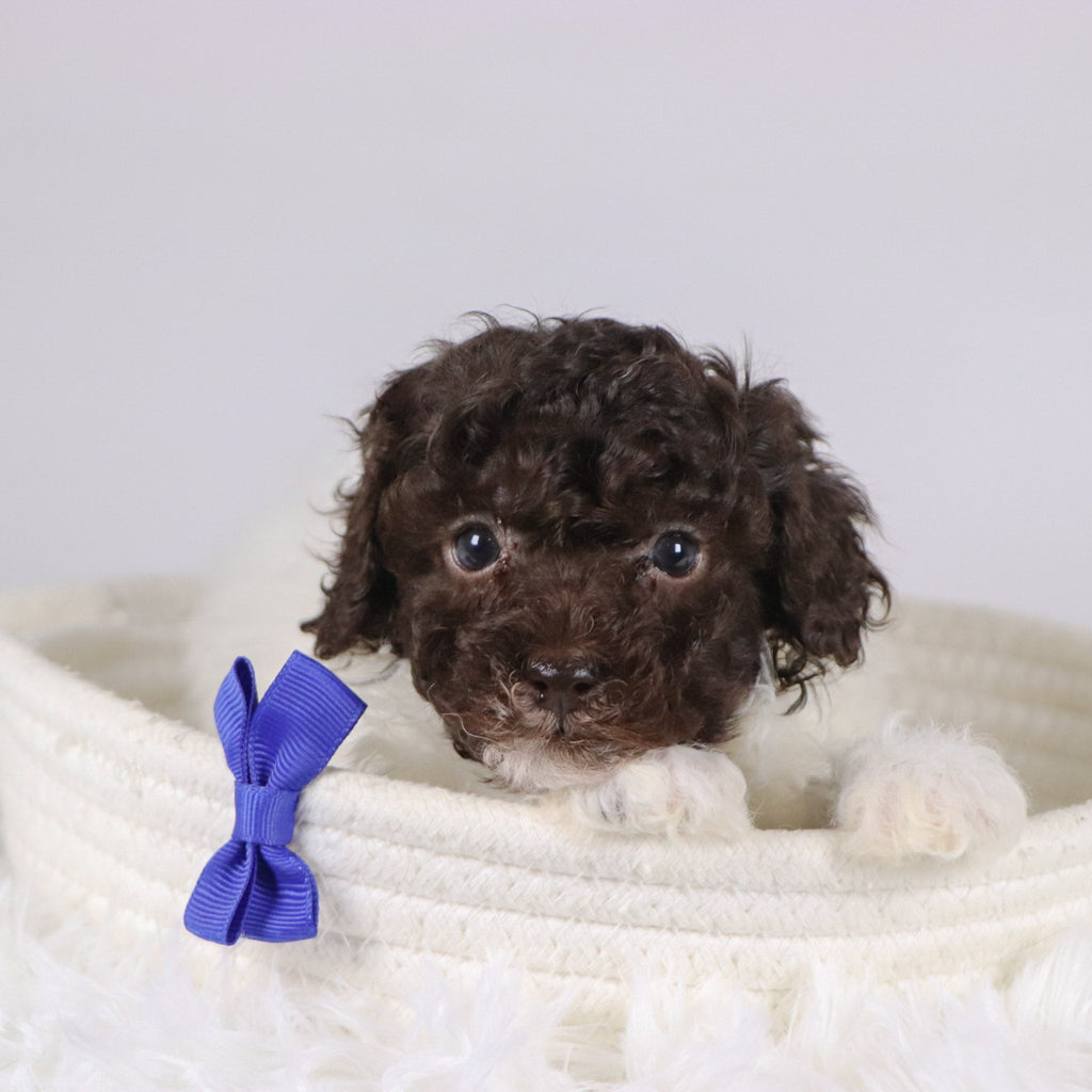 Marshall - Available 11/26