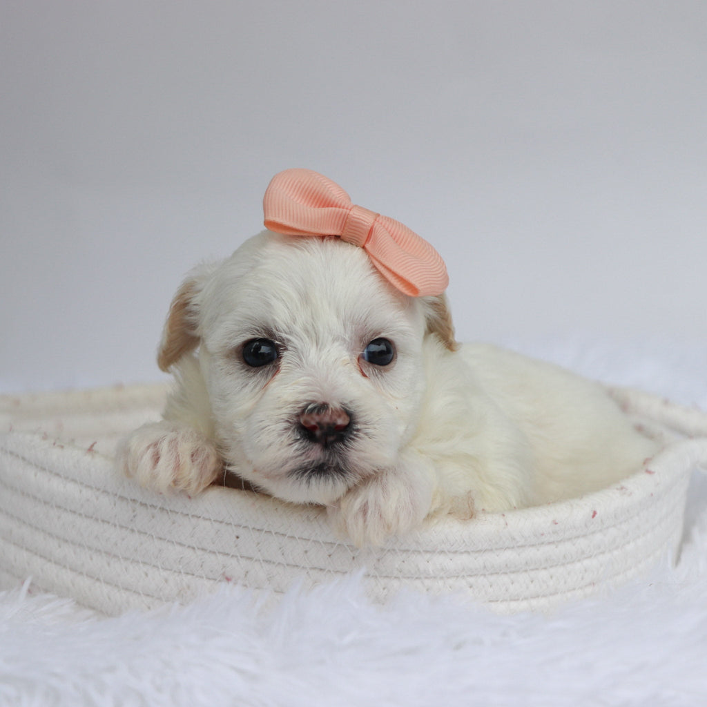 Martha - Available Now