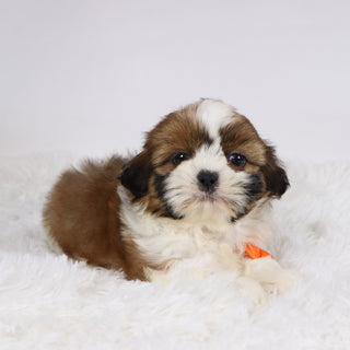 Mase - Available 11/19