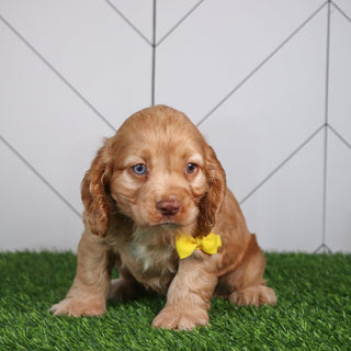 Max - Available 4/30
