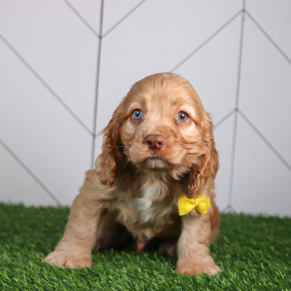 Max - Available 4/30