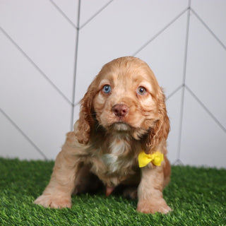 Max - Available 4/30