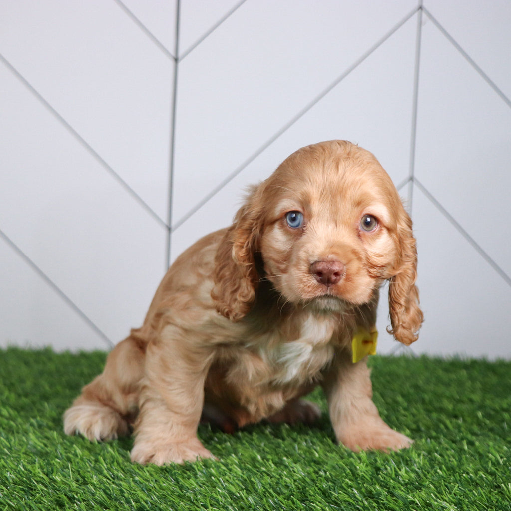 Max - Available 4/30