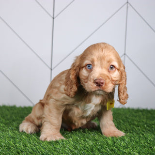 Max - Available 4/30
