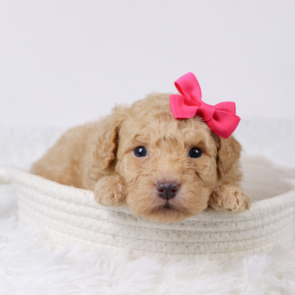 Maxine - Available 11/26