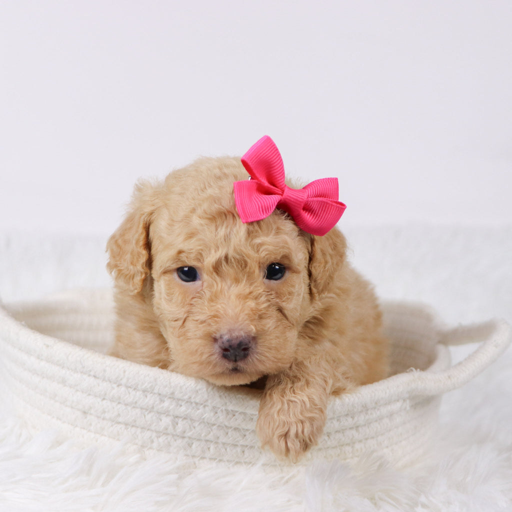 Maxine - Available Now