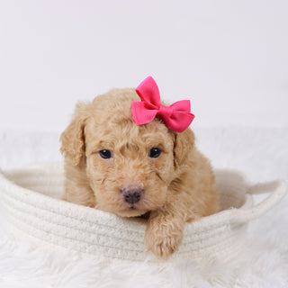 Maxine - Available 11/26