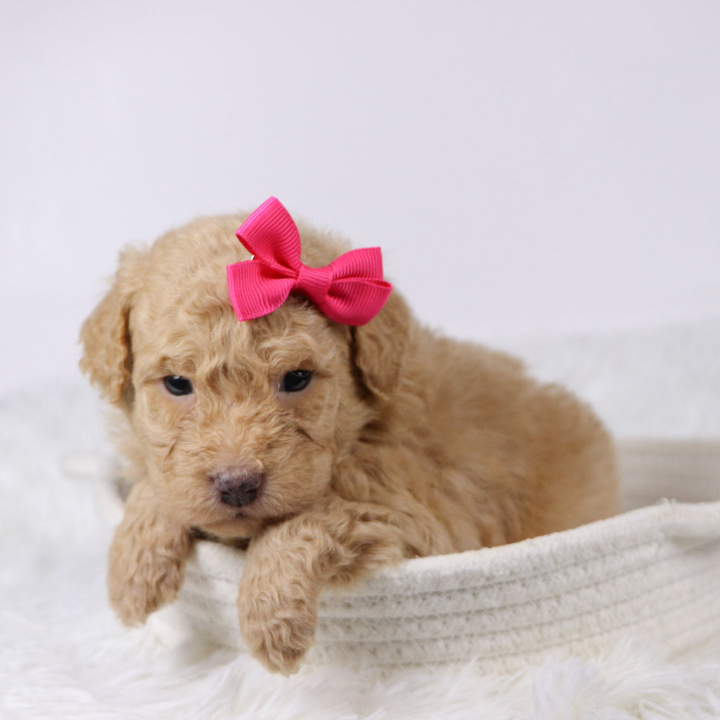 Maxine - Available 11/26