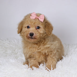 Maxine - Available 11/26