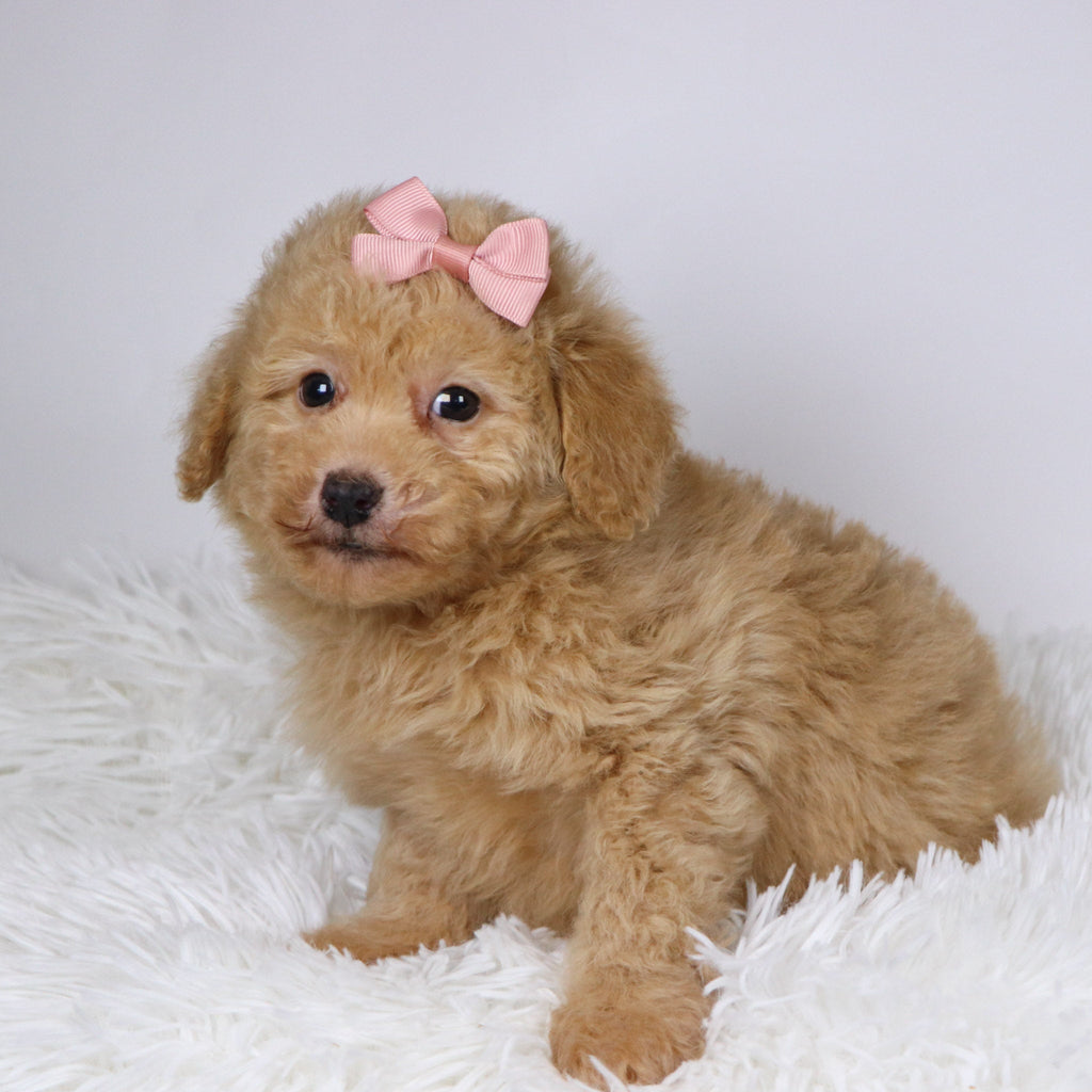 Maxine - Available 11/26