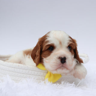 Maxwell - Available 8/13
