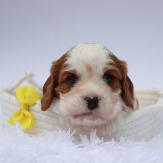 Maxwell - Available 8/13