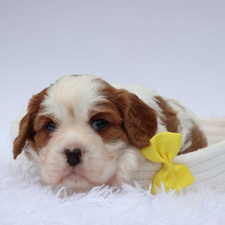 Maxwell - Available 8/13