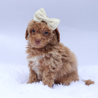 Melissa - Available 9/10